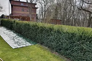 Hecke schneiden